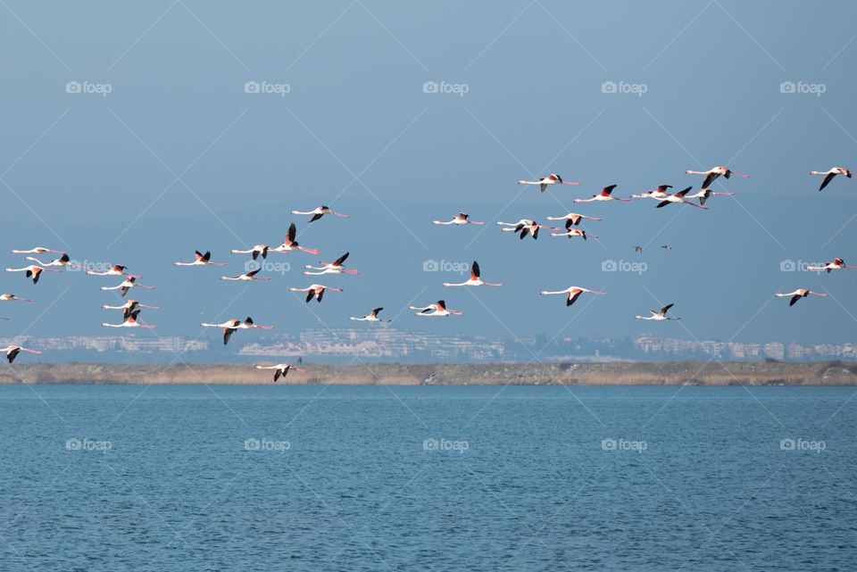 Flamingos in Motion