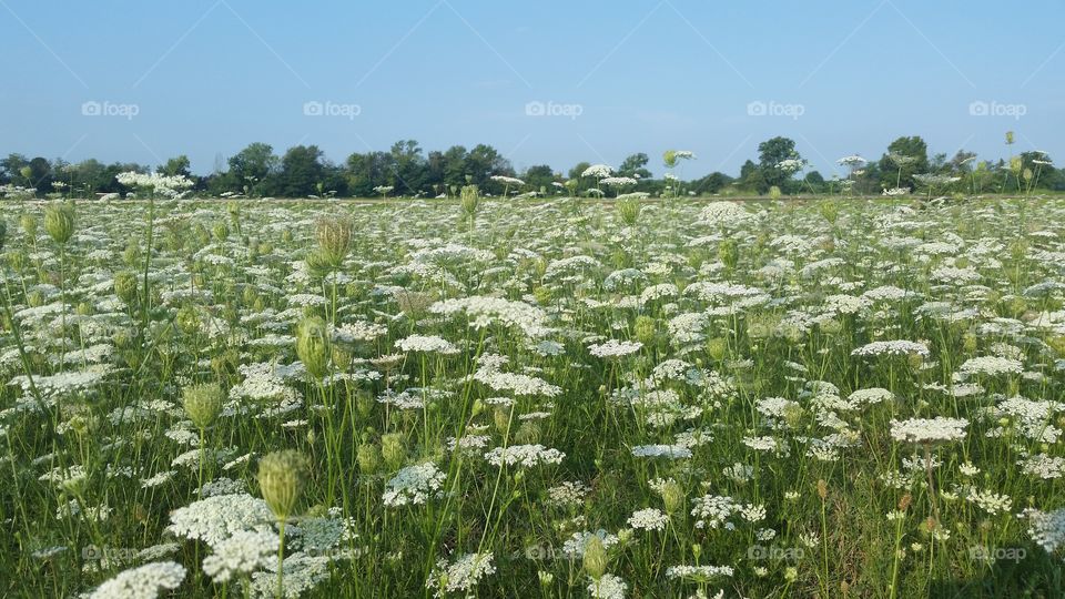 A beautiful field of flower