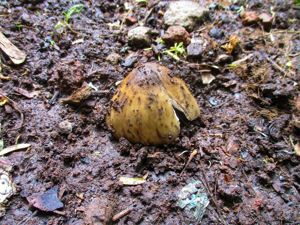This mushroom can be processed as a delicious or delicious food