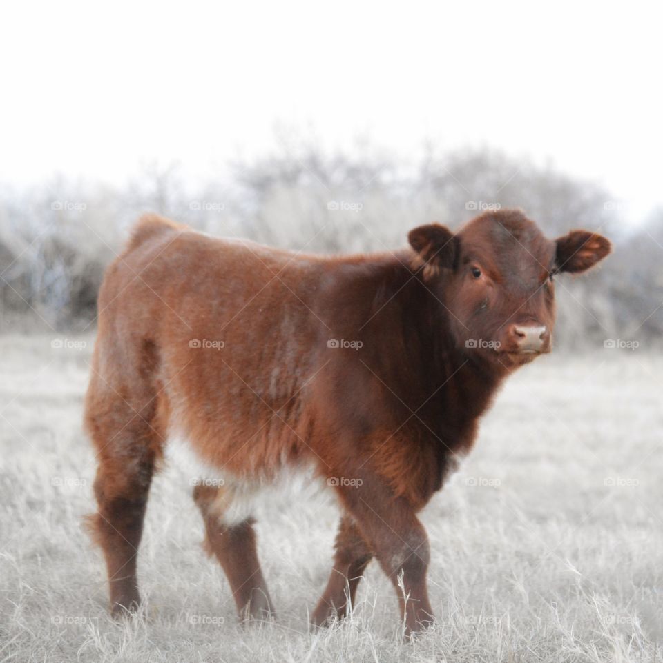 Fancy Shorthorn calf. 