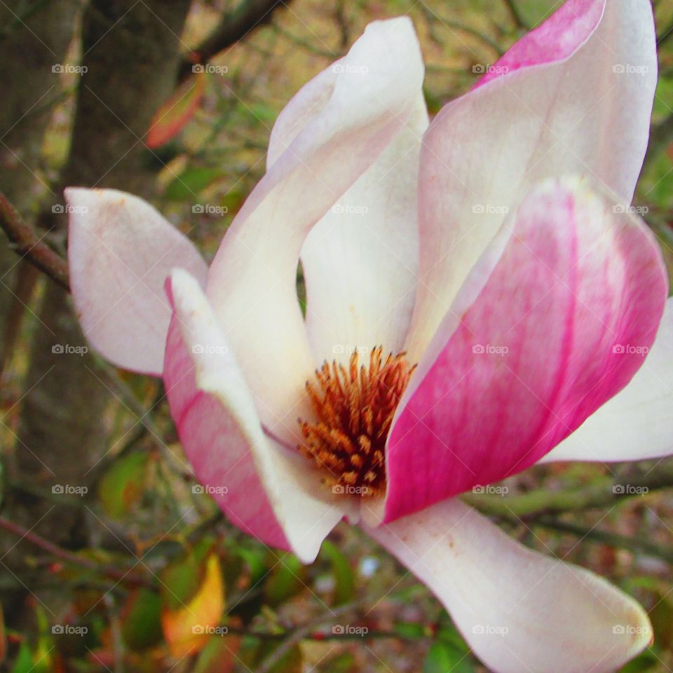 pretty pink flower