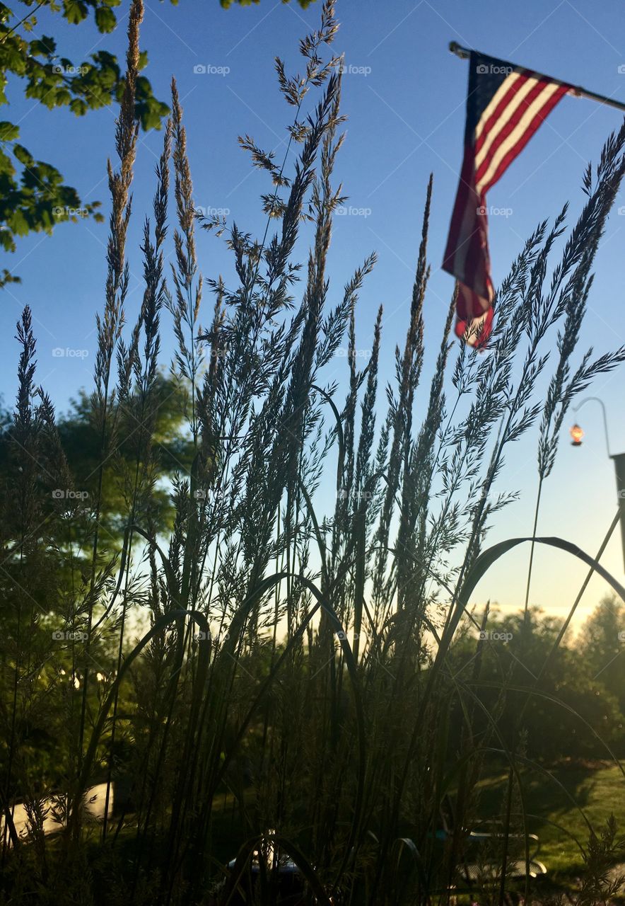 Sunset grass silhouette 