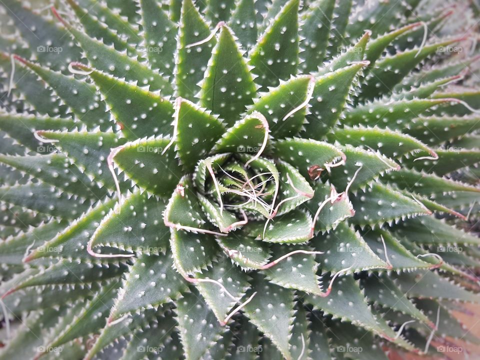 succulent plant close up