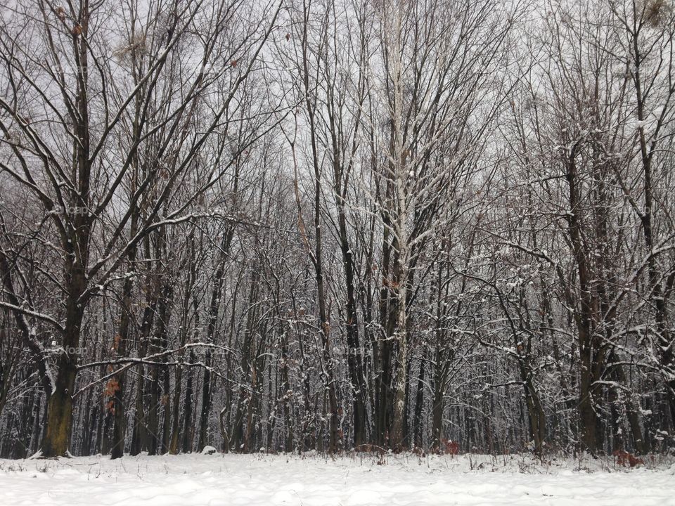 Trees in winter 