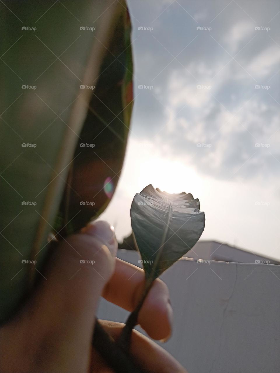 Sunshine leaf