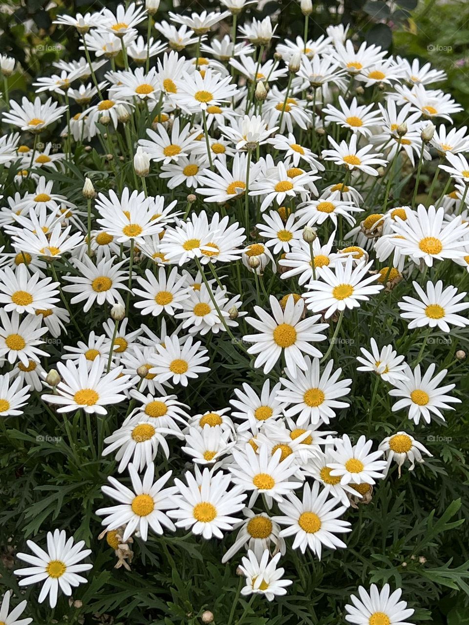 Little daisy in Yuanshan Flower Expo Park Taipei
