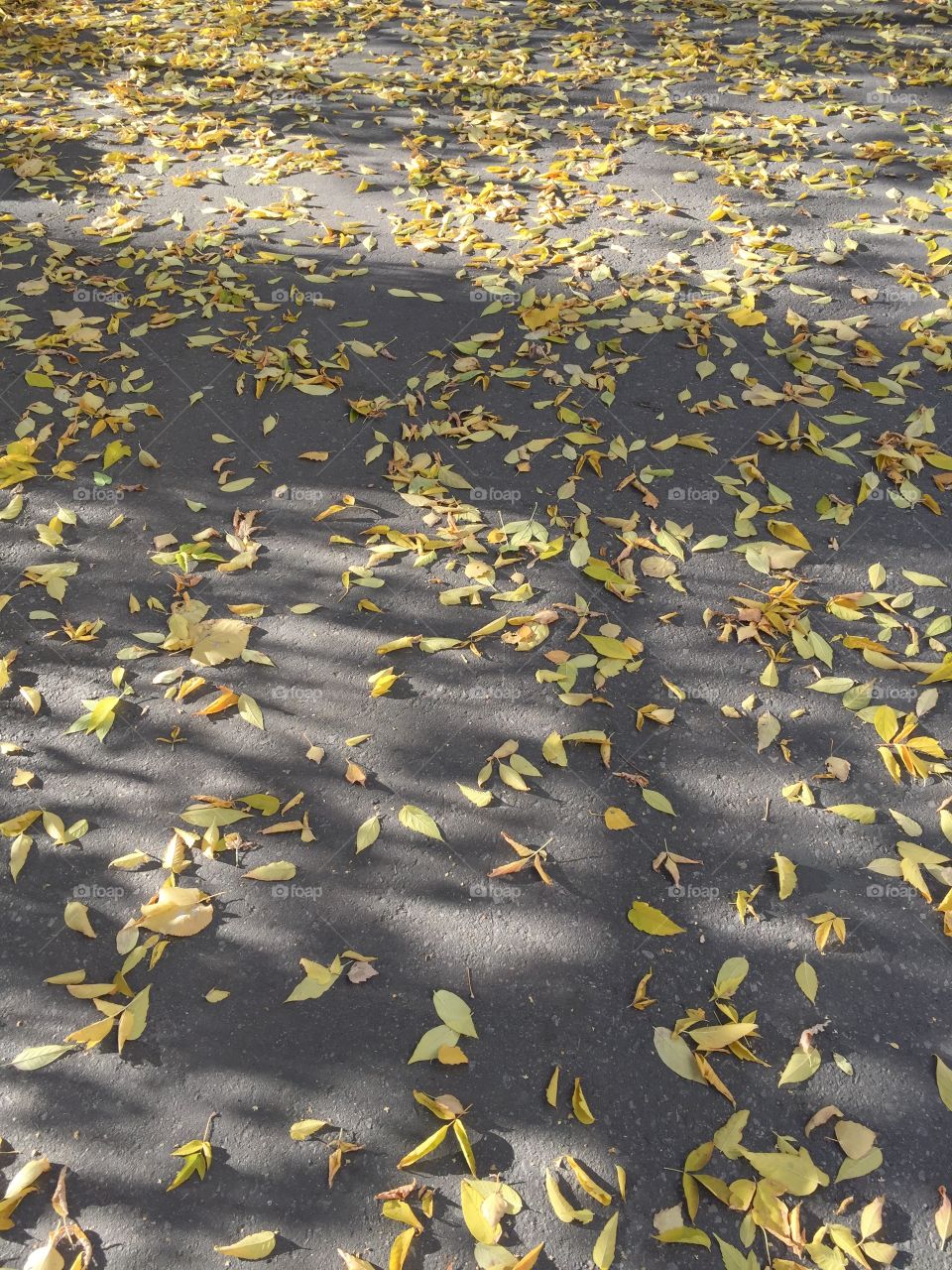 Autumn beauty underfoot.