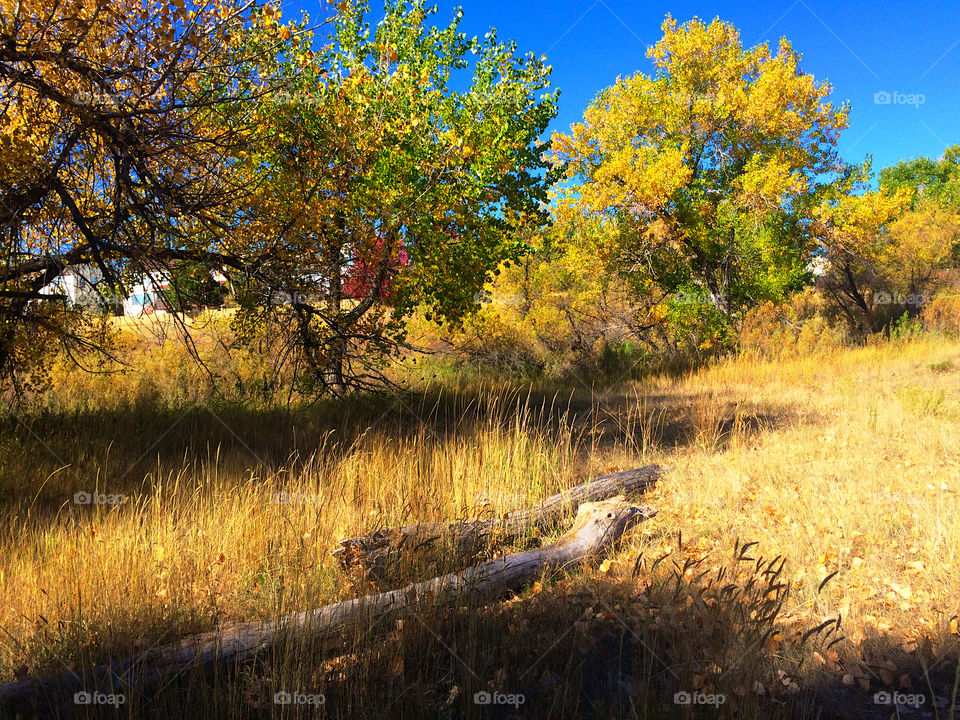 View of trees  in autumn