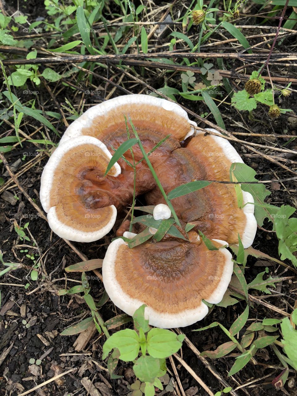 Fungus