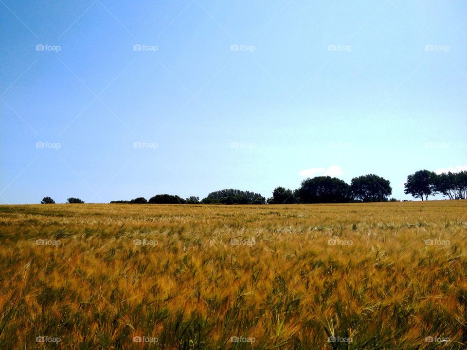 trees golden österlen cornfield by lemonique