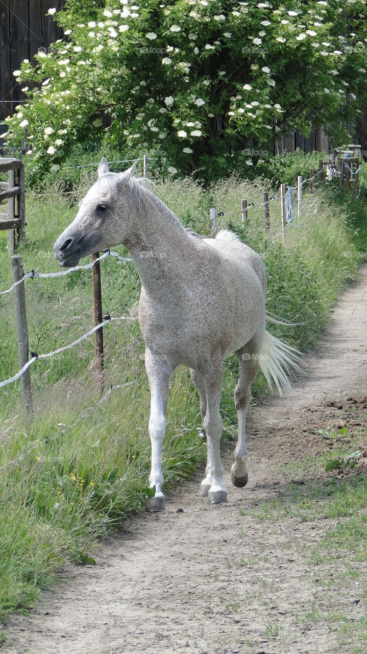 Horse in Poland