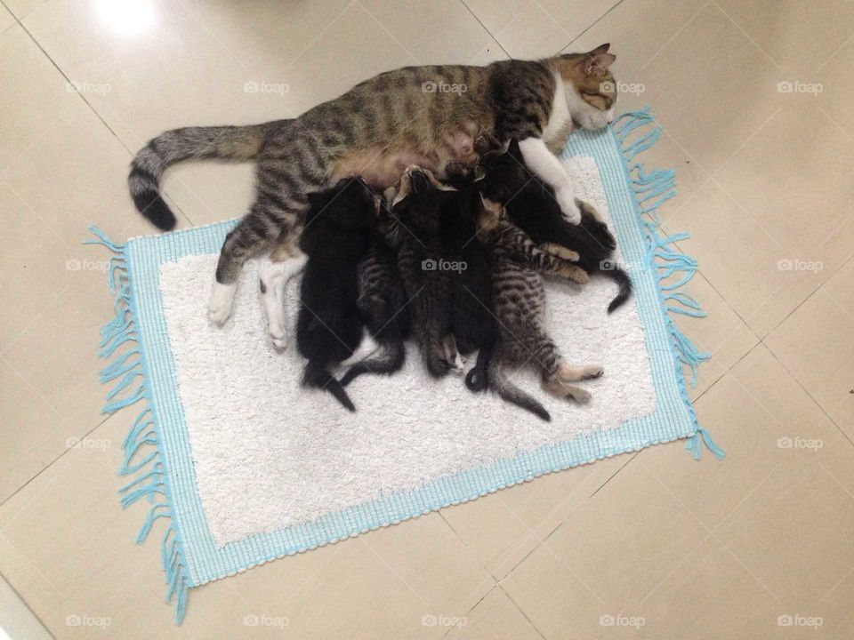 Lovely cat family