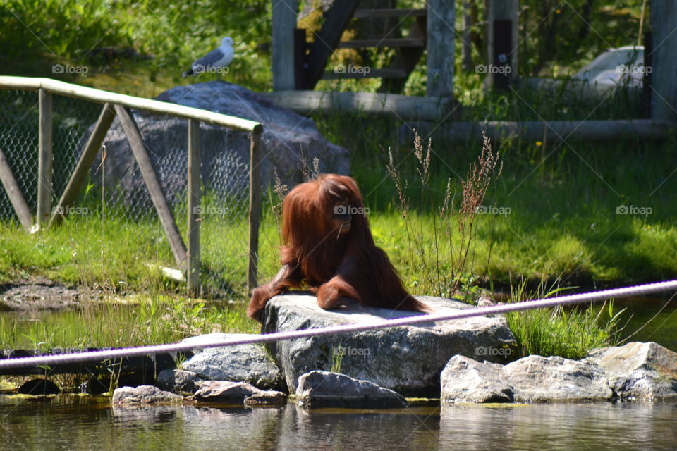 Orangutang