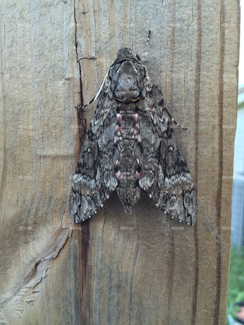Lone moth