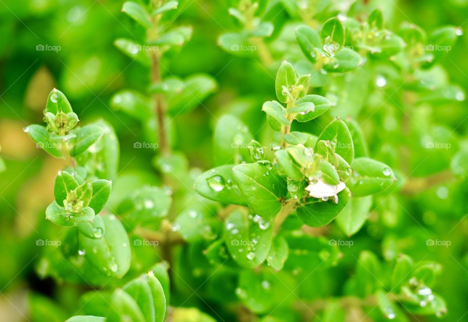 Green color background by plants after raining