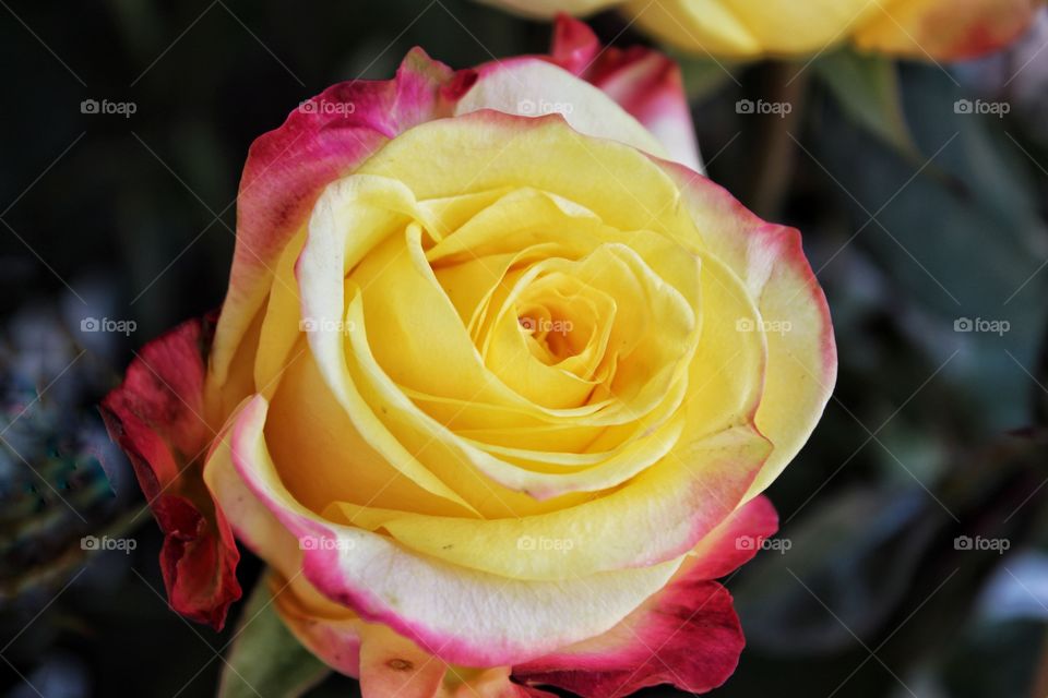 Yellow rose