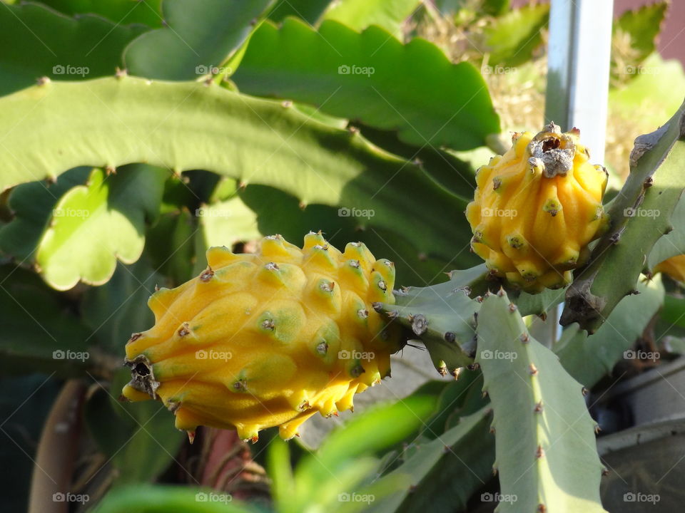 DragonFruit