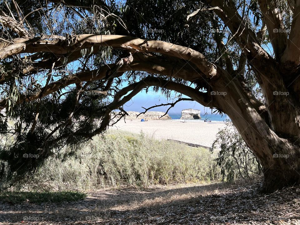 Under the tree at Natural Bridges State Beach in Santa Cruz, California. Life was good eating lunch at the picnic table underneath this large draping tree