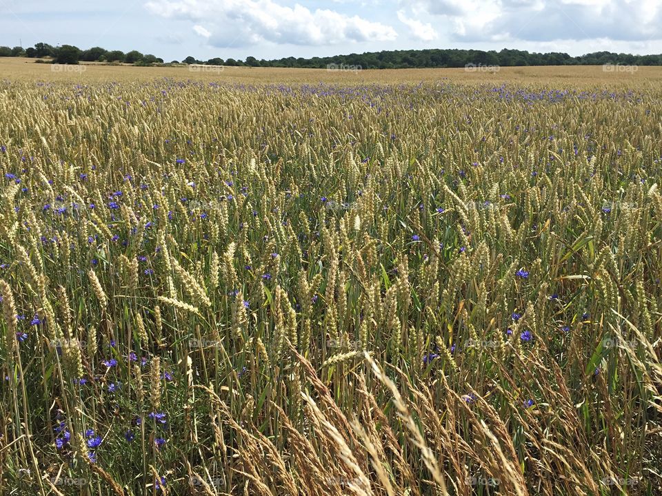 View of wheat field