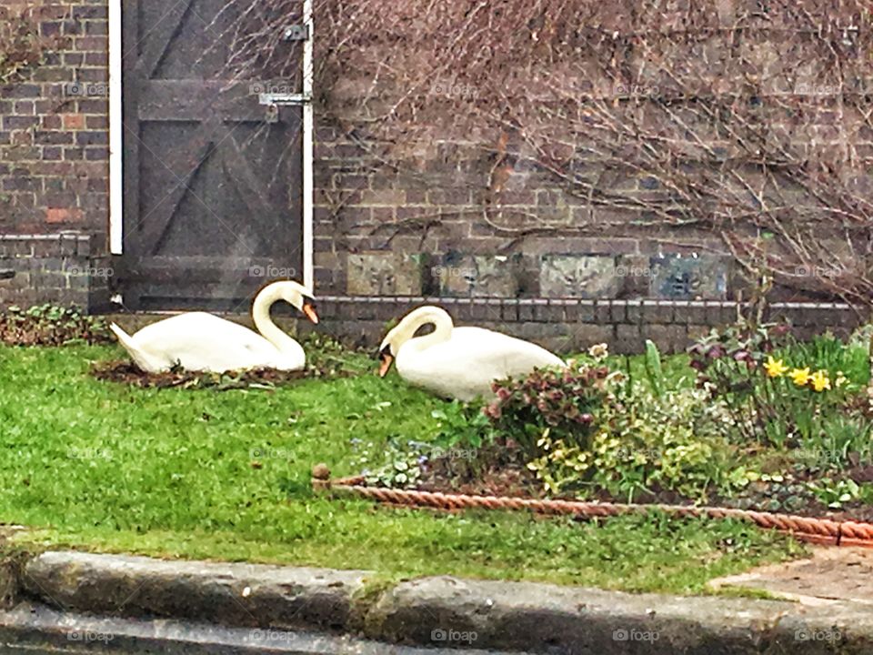Nature, Bird, Grass, Park, Animal