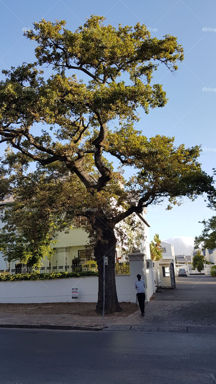 An old oak tree in Stellenbosh South Africa. The first of these trees were planted more than 300 years ago.