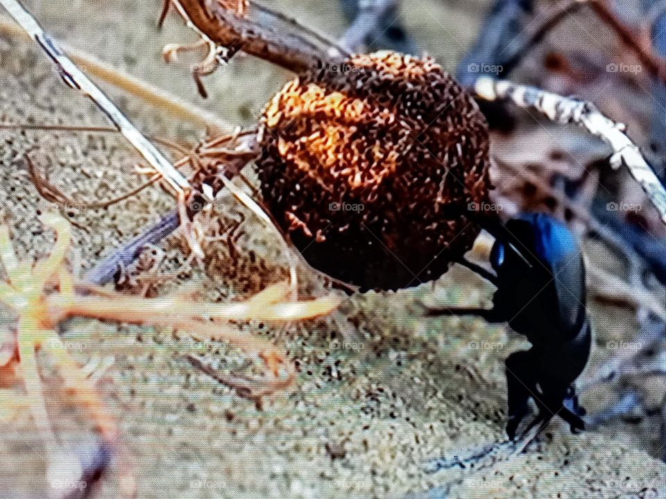 one insecte photography