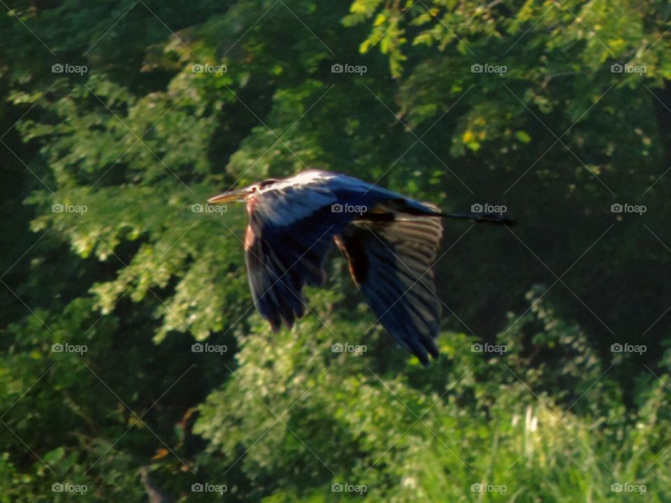 The Heron Flies at Dawn