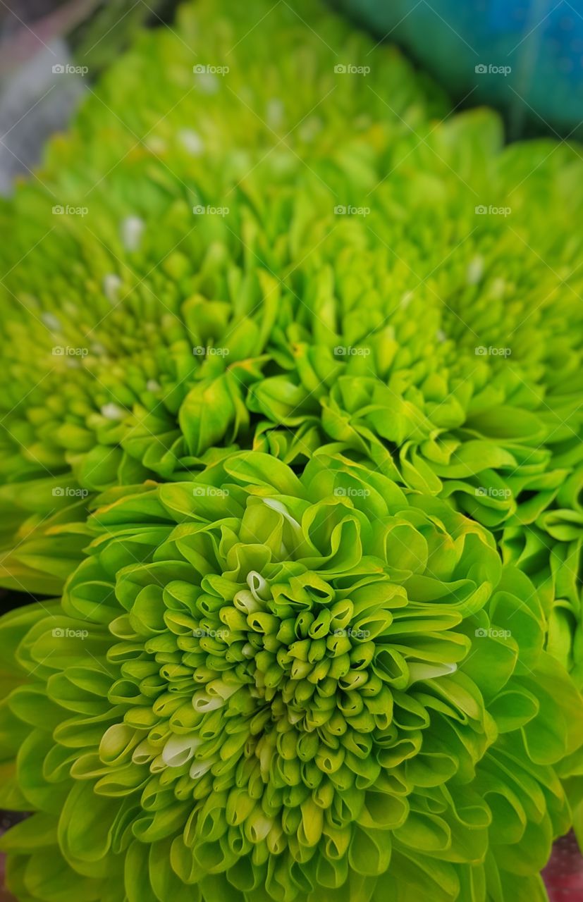Green Flowers