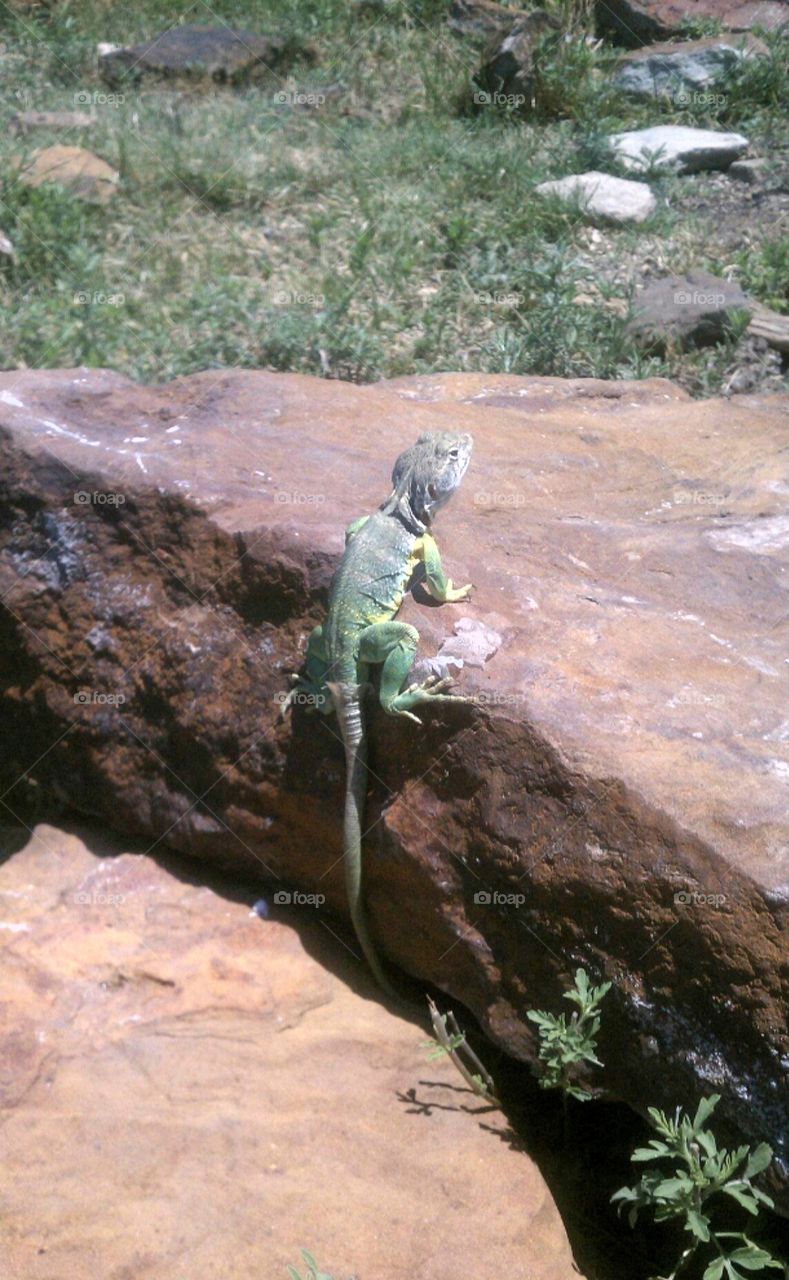 green lizard on sandstone rock. Lucas ks