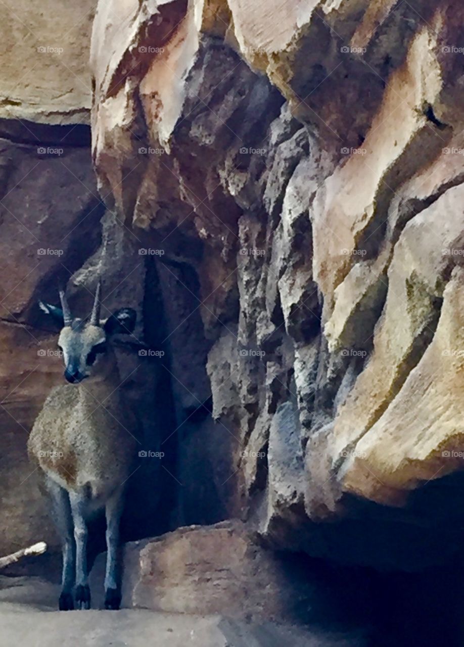 African Klipspringer Antelope 