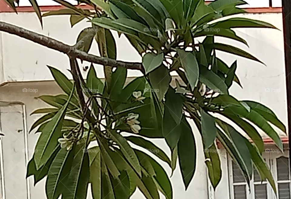 Beautiful Chafa's flowers and green leaves, wonderful flower tree