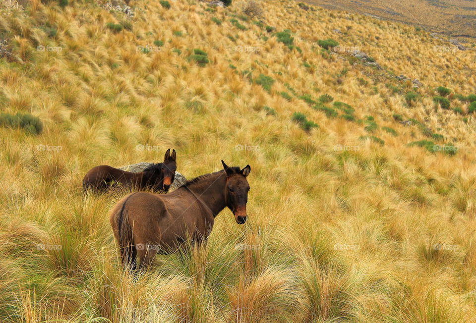 mule in mountain