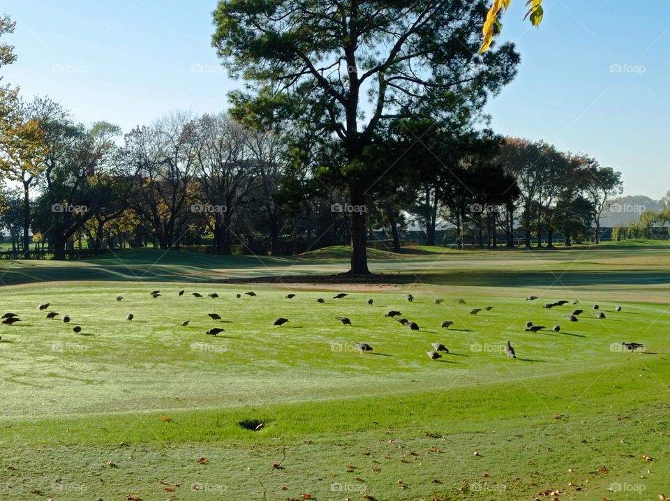 Pigeons on the green / Palomas en el verde