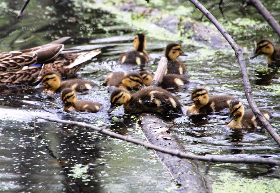 Ducklings