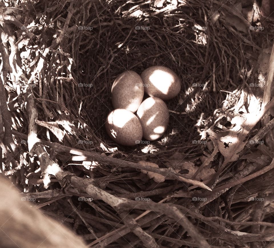 Brown Thrasher Nest. Nest