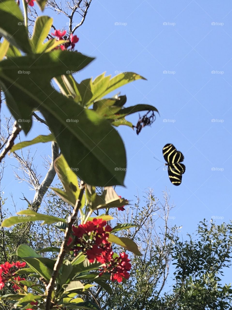 Butterfly in nature 