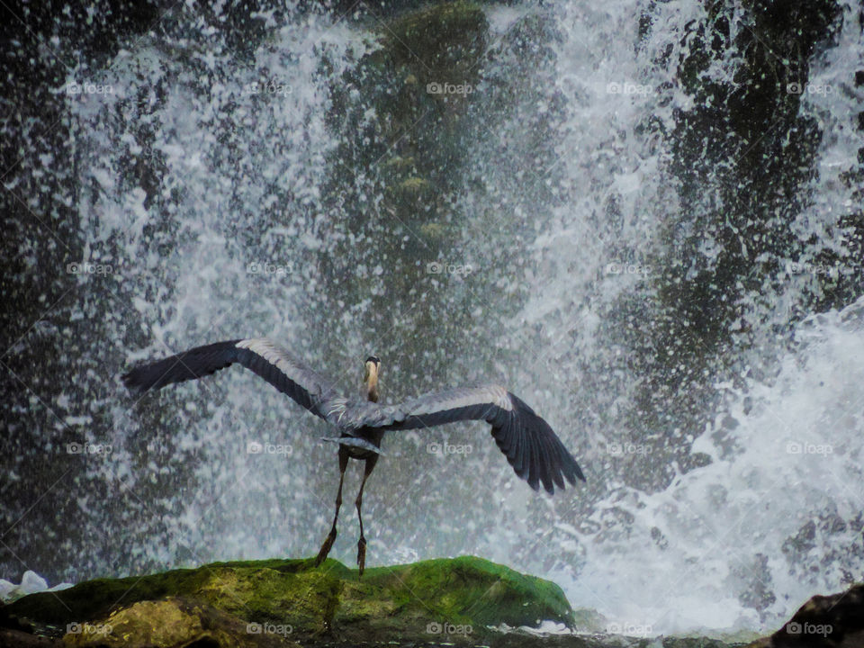 Heron in the Falls
