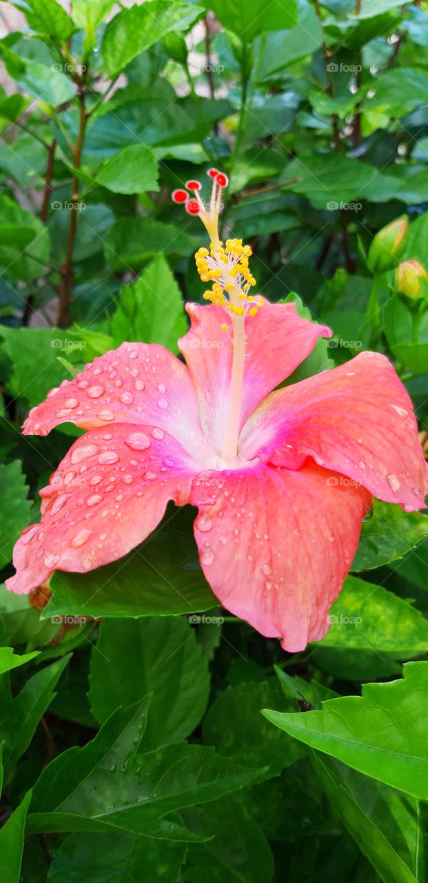 beautiful hibiscus after the rain