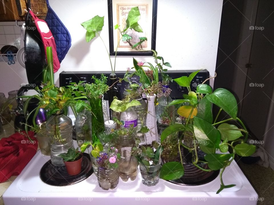 my water propagated plants...well some of them.