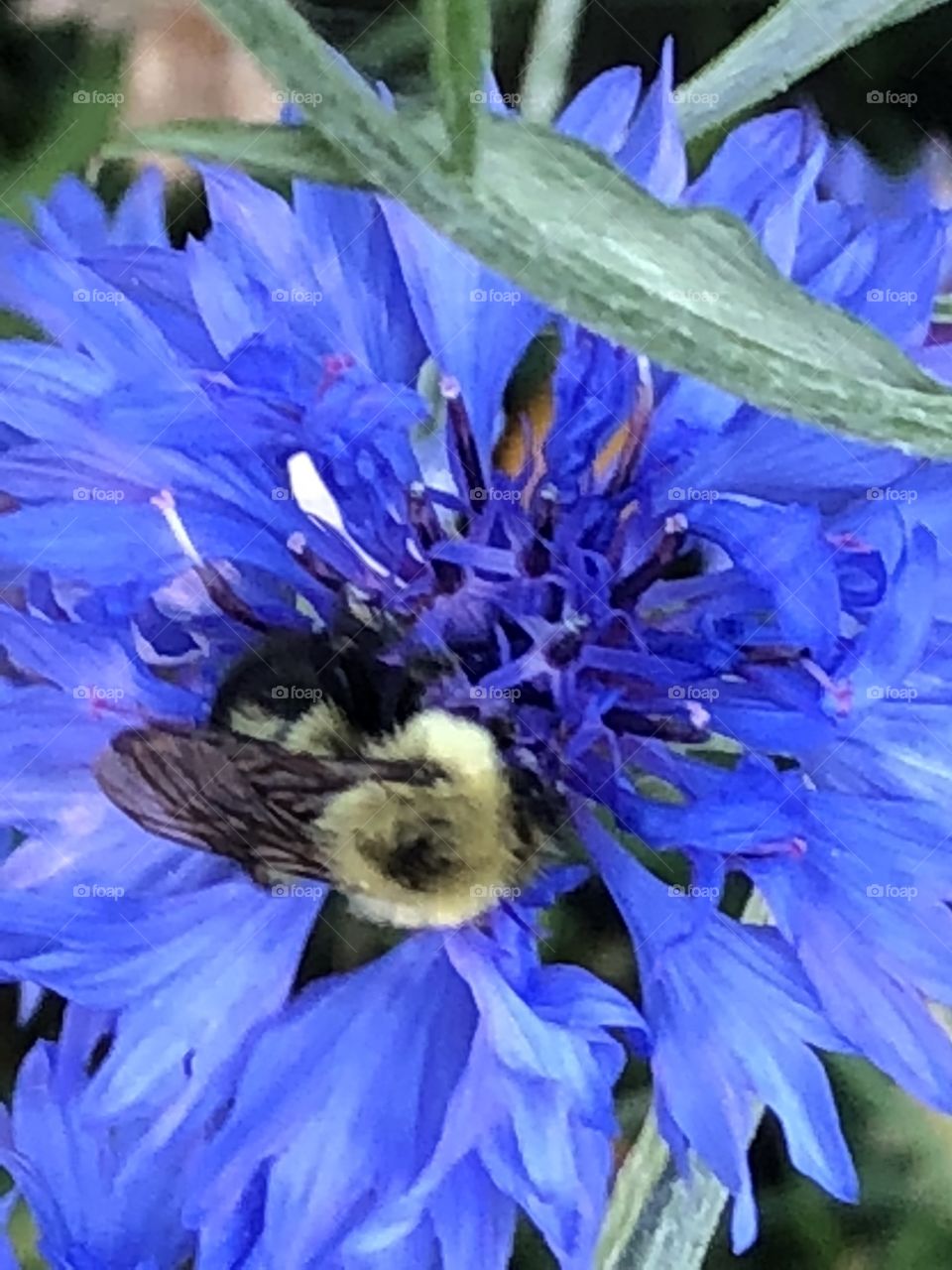 Bumble bee working!