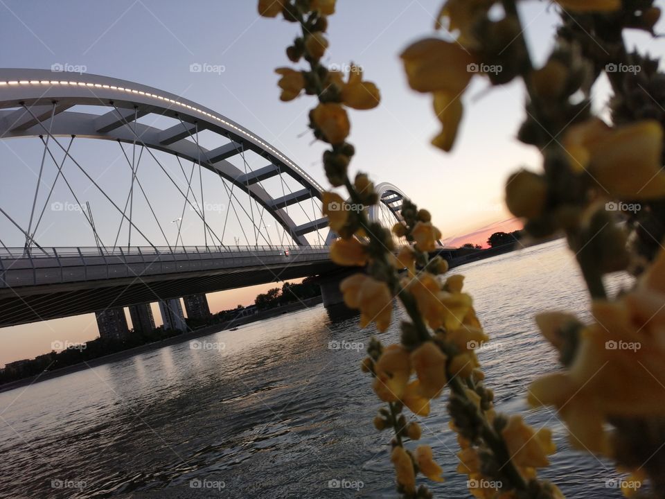 Flowers and bridge