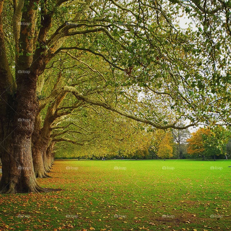 #cambridge #park #tree #lining