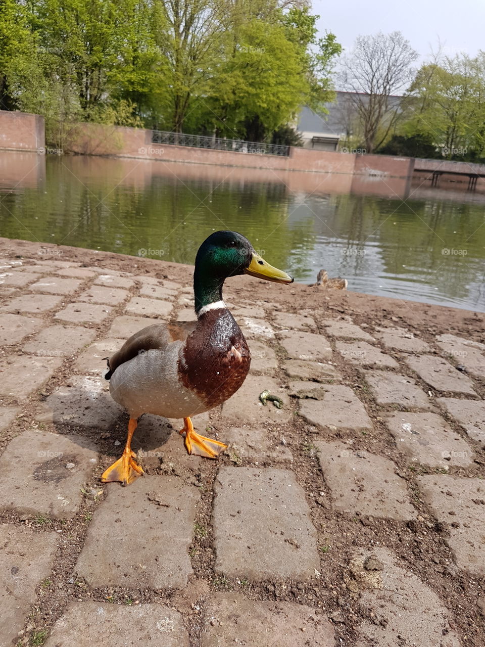 Duck