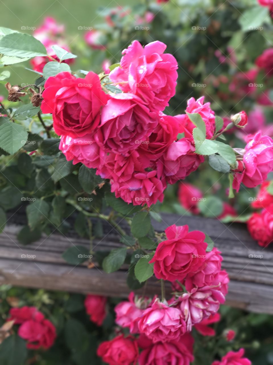Some beautiful pink roses