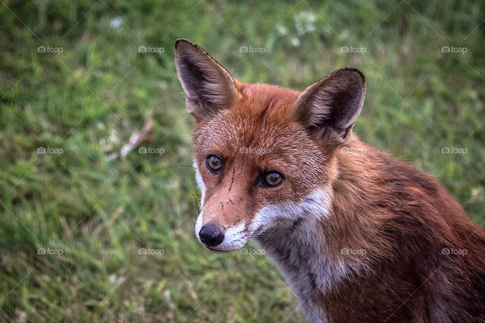 Daddy fox keeping and eye out for his 4 cubs playing in the garden