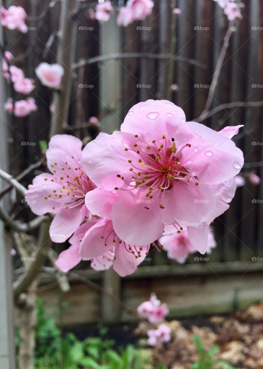 Nectarine blossoms 