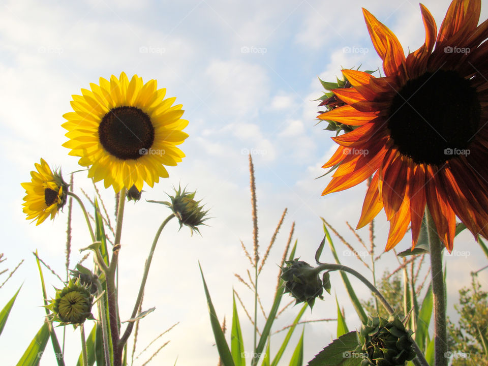 Sunflowers and sky