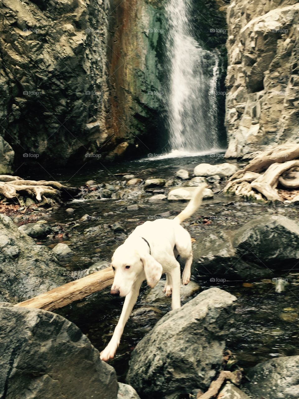 Dog walking on rock near the waterfall