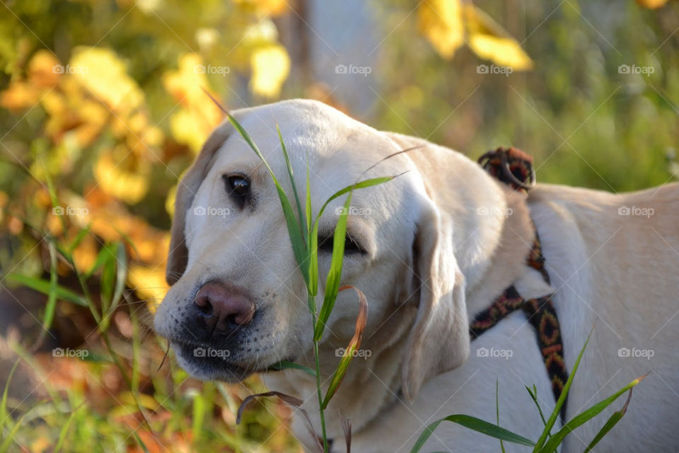 grass dog animal mammals by bubu