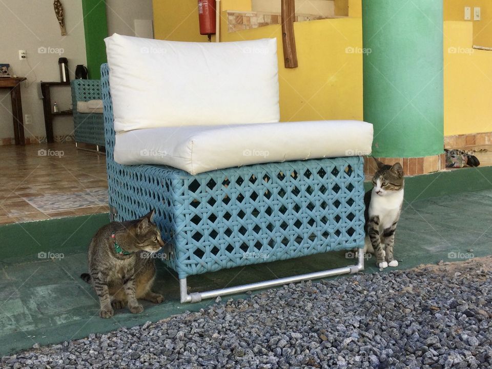 Two cats looking into eyes